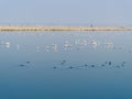 Flamingo birds at Sambhar Salt Lake in Rajasthan. India Royalty Free Stock Photo