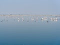 Flamingo birds at Sambhar Salt Lake in Rajasthan. India Royalty Free Stock Photo