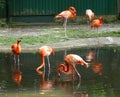 Flamingo Birds