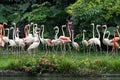 Flamingo birds standing