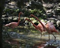 Flamingo bird Stock Photo.  Flamingo birds in water with reflection and background. Image. Portrait. Photo. Picture Royalty Free Stock Photo