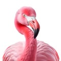 Flamingo birds on white backgrounds closeup. Full-face