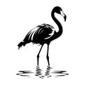 Flamingo, black silhouette - tropical symbol. Vector illustration on white isolated background. Good for cosmetics, packaging, Royalty Free Stock Photo