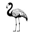 Flamingo, black silhouette - tropical symbol. Vector illustration on white isolated background. Good for cosmetics, packaging, Royalty Free Stock Photo