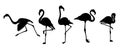 Flamingo black silhouette