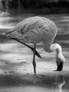 Flamingo black and white animals portraits Royalty Free Stock Photo