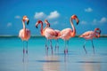 Flamingo in the blue water of the lake with reflection, Group birds of pink african flamingos walking around the blue lagoon on a
