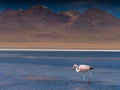 Flamingo in Bolivian Salt Flats Altiplano Lagoon with Andes Mountain Range in Background