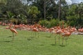 Flamingo in Busch Gardens Tampa Bay. Florida. Royalty Free Stock Photo