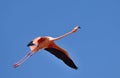 Flamingo in CelestÃÂºn Biosphere Reserve.