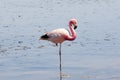 Flamingo - Chaxa Lagoon - Chile Royalty Free Stock Photo