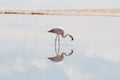 Flamingo - Chaxa Lagoon - Chile Royalty Free Stock Photo