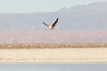 Flamingo - Chaxa Lagoon - Chile Royalty Free Stock Photo