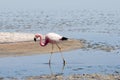 Flamingo - Chaxa Lagoon - Chile Royalty Free Stock Photo