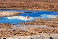 Flamingo in Chaxa Lagoon Royalty Free Stock Photo