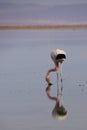 FLamingo in the chaxa lake of atakama desert in chile