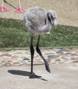 A Flamingo Chick Ventures Out From Its Mother Royalty Free Stock Photo