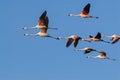 Flamingo Chileans Royalty Free Stock Photo
