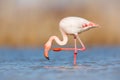 Flamingo cleaning plumage. Wildlife animal scene from nature. Flamingo in nature habitat. Beautiful water bird. Pink big bird Grea