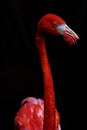 Flamingo Close Up On Black Background Royalty Free Stock Photo
