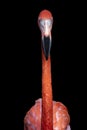 Flamingo Close Up Facing Forward On Black Background Royalty Free Stock Photo