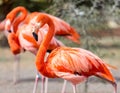 Flamingo close up. Royalty Free Stock Photo