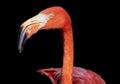 Flamingo Close Up Head Shot On Black Background Royalty Free Stock Photo