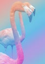 Flamingo Close Up On Multi Color Gradient Background Royalty Free Stock Photo