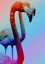 Flamingo Close Up On Multi Color Gradient Background