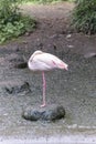 Flamingo Royalty Free Stock Photo
