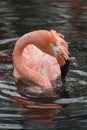 Flamingo Close-up Royalty Free Stock Photo