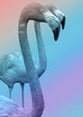 Flamingo Close Up On Multi Color Gradient Background Royalty Free Stock Photo