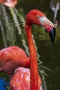 Flamingo Close Up In Water Reflections Royalty Free Stock Photo