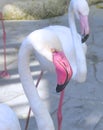 Flamingo closeup at zoo Royalty Free Stock Photo