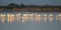 A flamingo colony in the waters of the Bay of Cadiz Nature Park in southern Spain