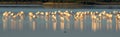 A flamingo colony in the waters of the Bay of Cadiz Nature Park in southern Spain