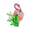 Flamingo, colorful summer leaves watercolor illustration on white