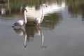 Flamingo couple in the Camargue, France Royalty Free Stock Photo