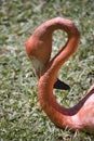 Flamingo with curved neck