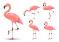 Flamingo 3D Realistic Vector Mesh Set Tropical Animal with Different Poses