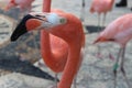 Flamingo Royalty Free Stock Photo