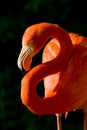 Flamingo Dollar Royalty Free Stock Photo