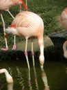 Flamingo drinking water Royalty Free Stock Photo