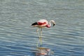 Flamingo eating in