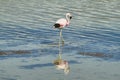 Flamingo eating in Salar de Surire
