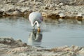 Flamingo eating in salt lake lagoon Chaxa Royalty Free Stock Photo