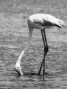 Flamingo eating from shallow water Royalty Free Stock Photo