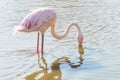 Flamingo eating in the water, Pink Flamingo, Greater flamingo in their natural environment