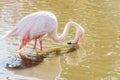 Flamingo eating in the water, Pink Flamingo, Greater flamingo in their natural environment