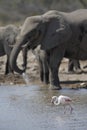 Flamingo and elephant Royalty Free Stock Photo